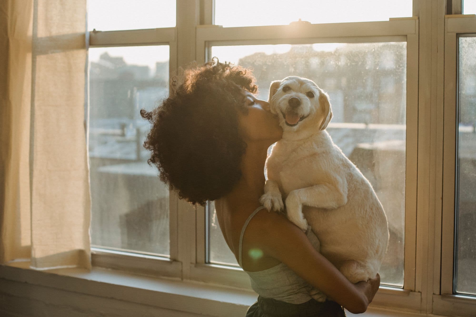 Dogs are able to decipher human intention, study finds