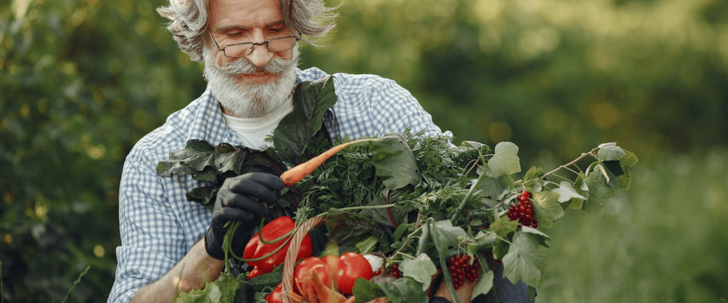 Allotments: the ultimate guide to growing your own food for beginners