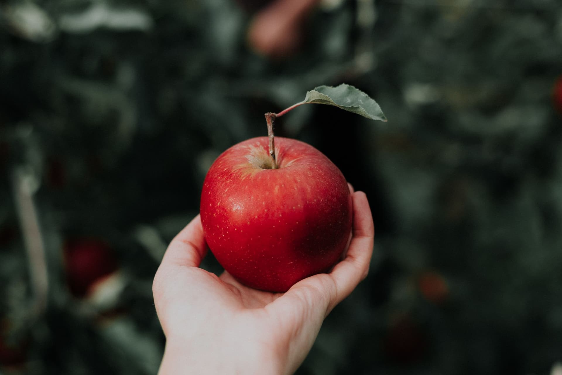 Red apple (representing poisoned red apple in Disney film Snow White)