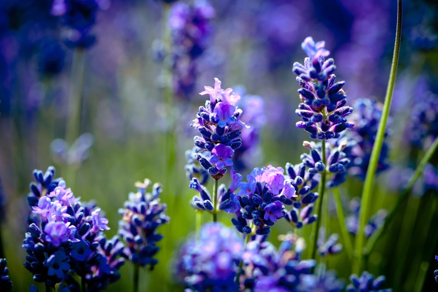 Can complementary therapies help me feel more comfortable?