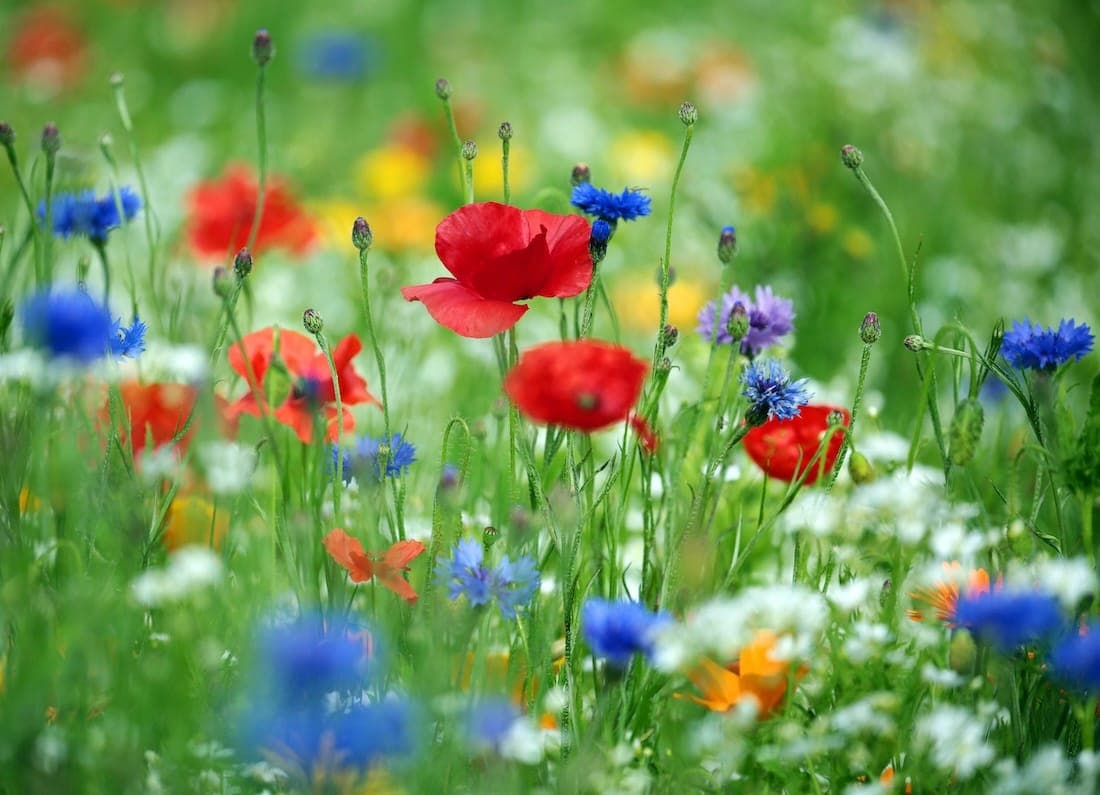 No Mow May: The campaign that asks you to liberate your lawn – by doing literally nothing