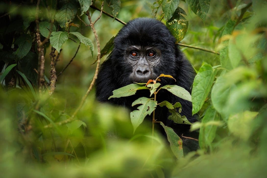 5 conservation wins from around the world