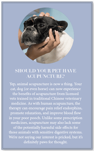 This is a box out of about pet acupuncture