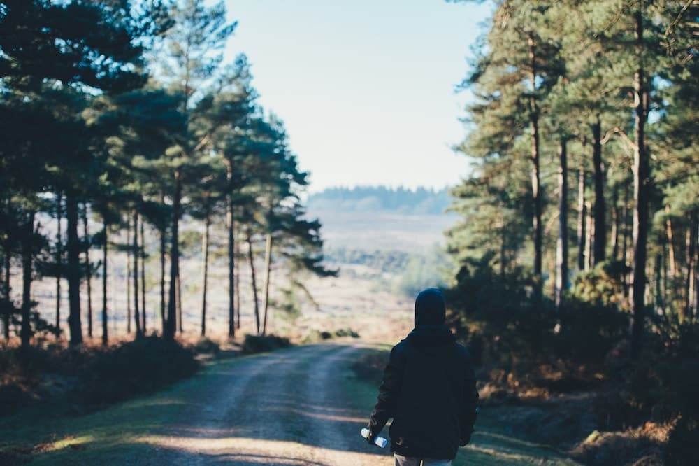 Walking in the new forest