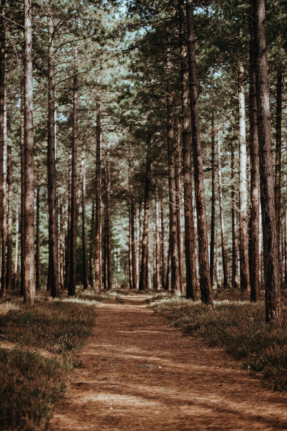 forest