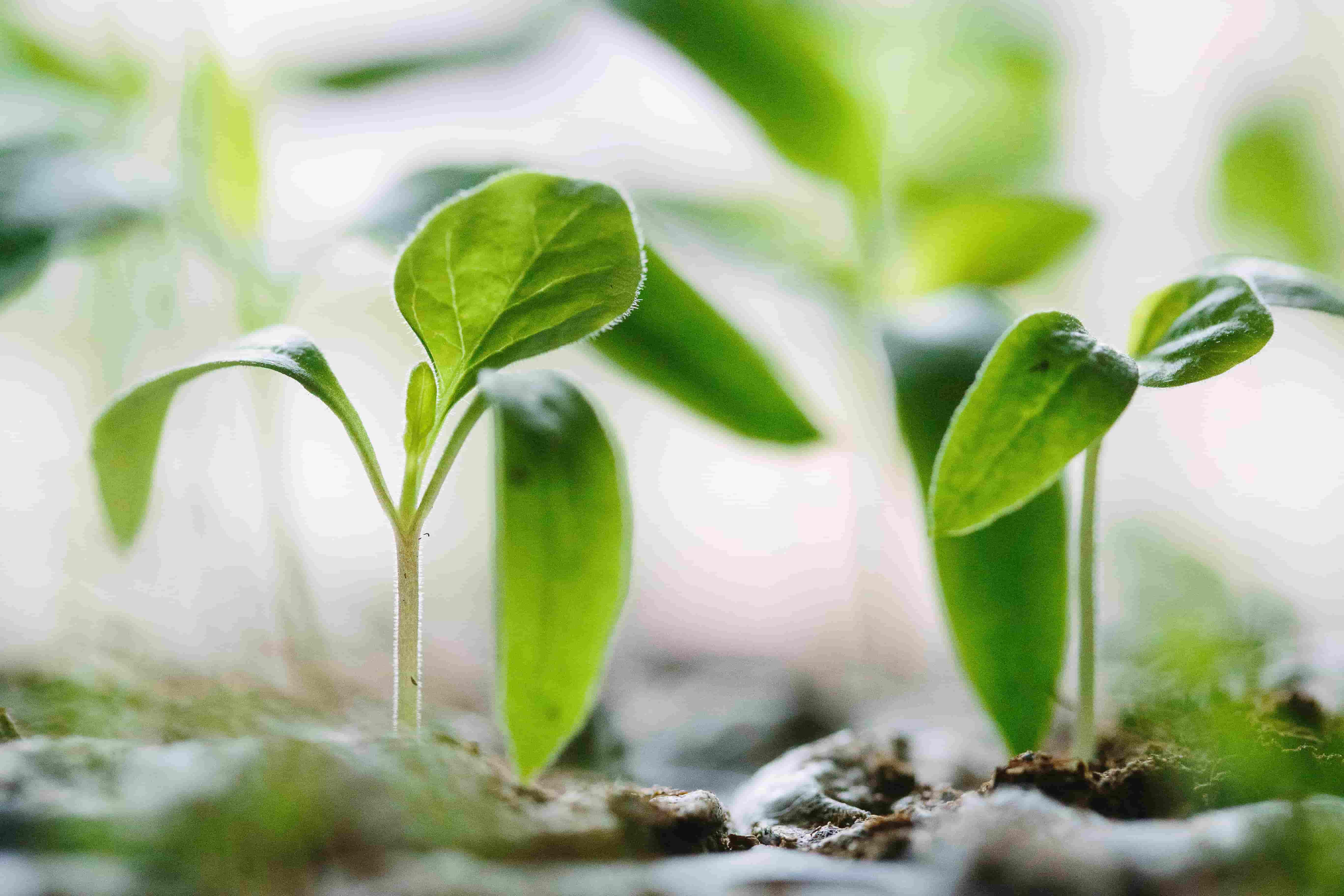 350 Million Trees Planted In 12 Hours In Bid To Tackle Climate Crisis