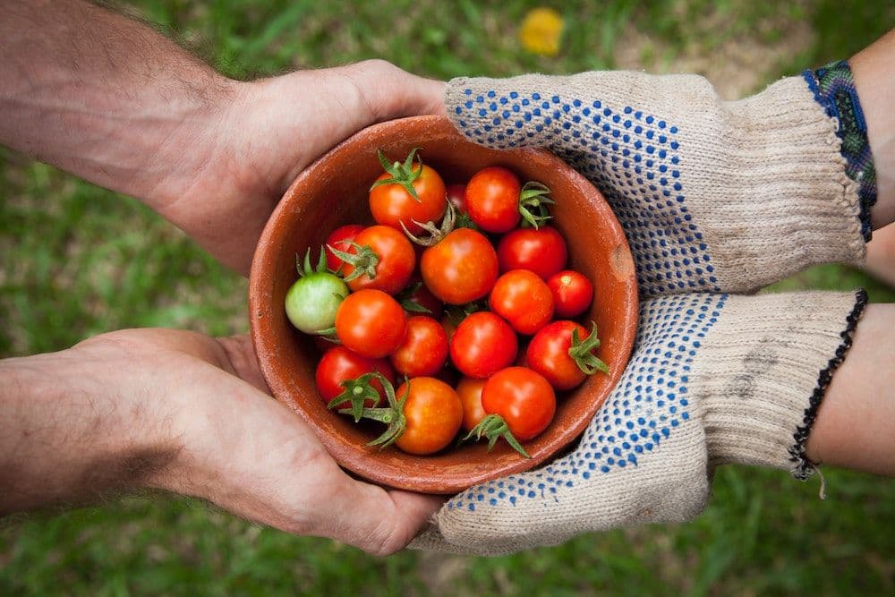 How to start your vegetable patch