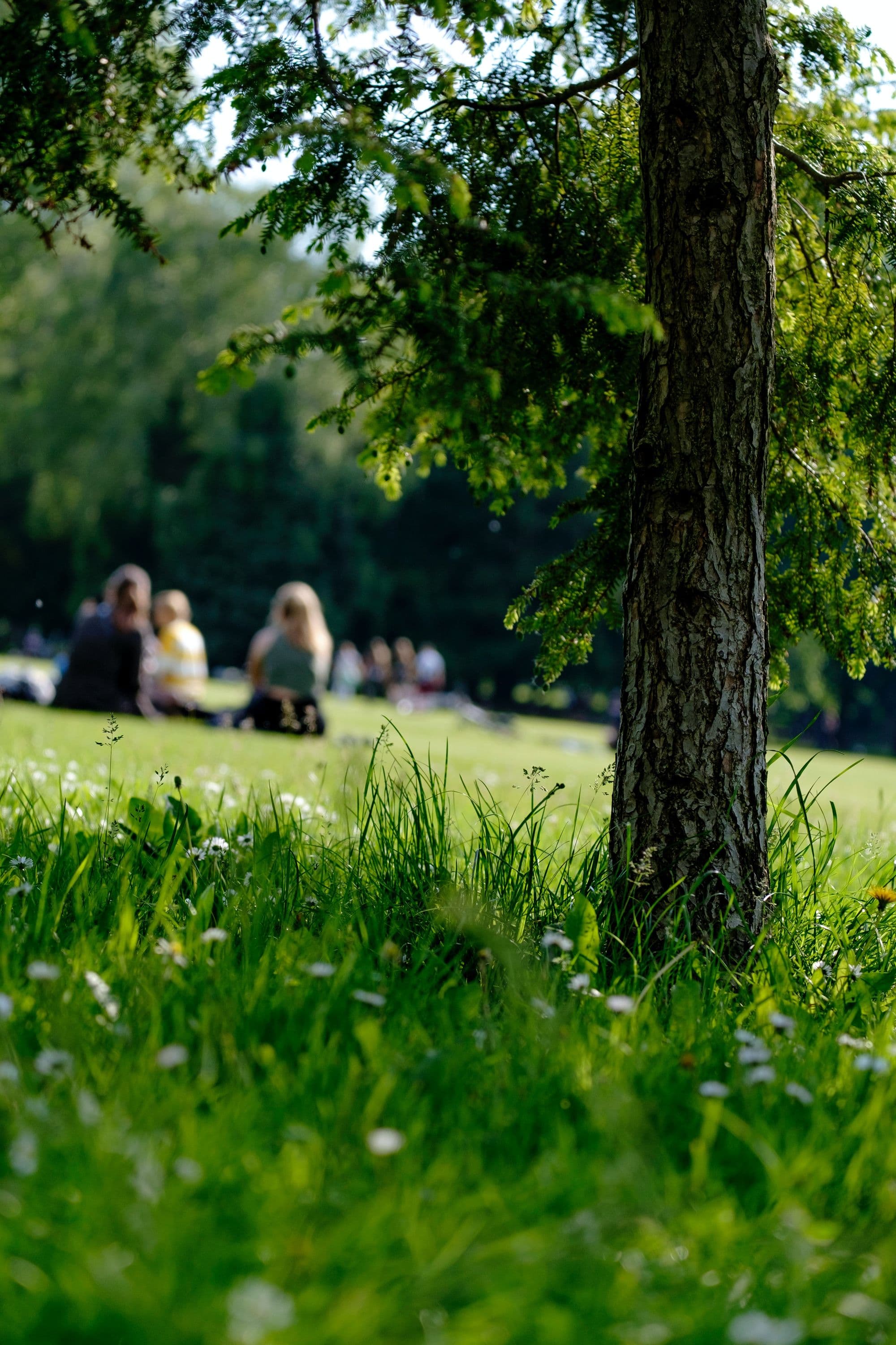 Green social prescribing connects isolated individuals through nature