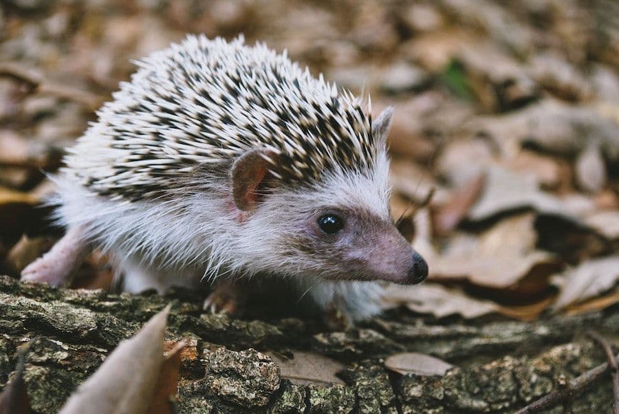 7 innovative projects helping to protect our wildlife