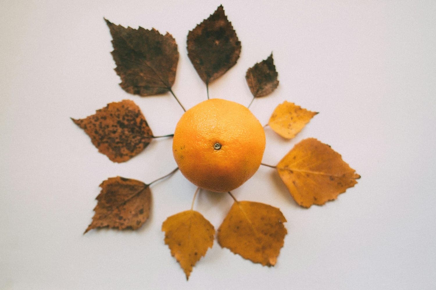 Oranges and brown leaves