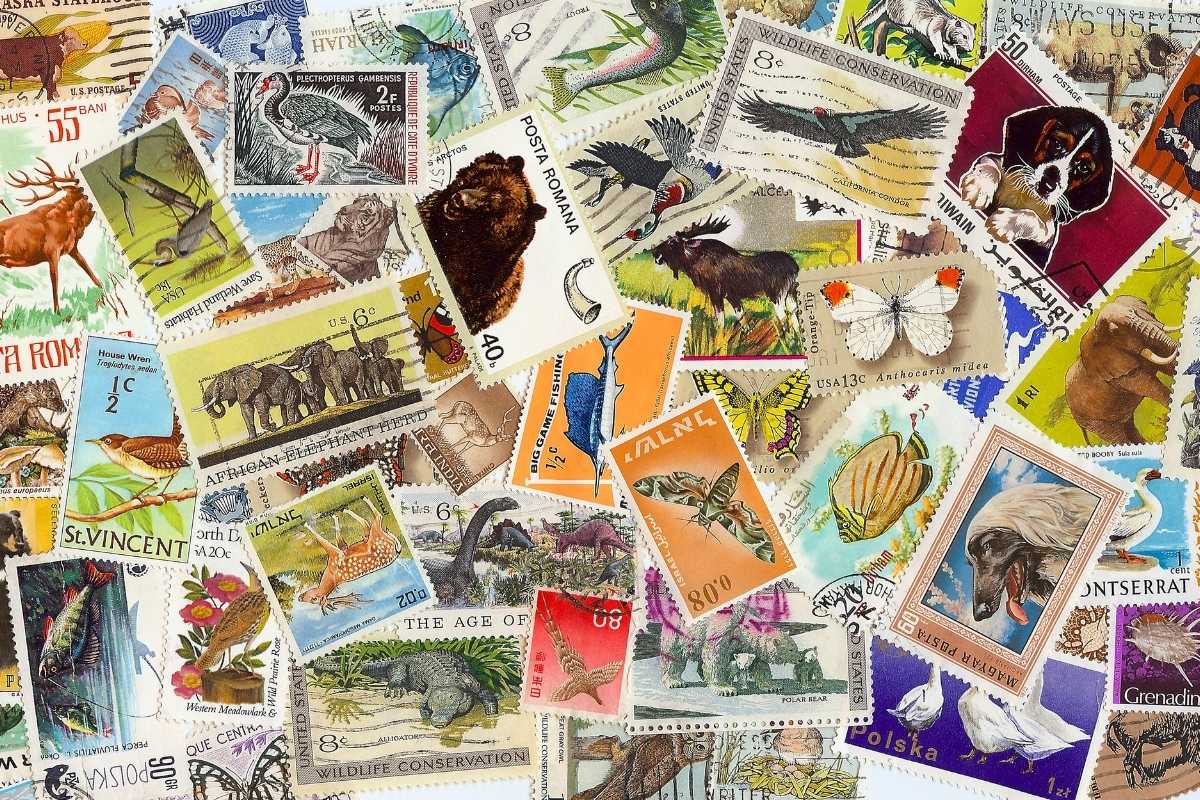 Why humans love collecting