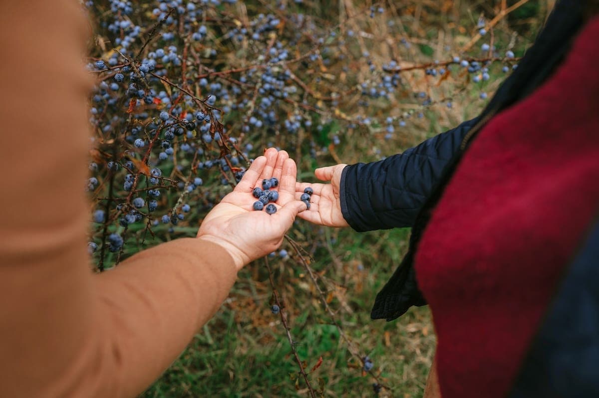 5 wild foods to forage this autumn
